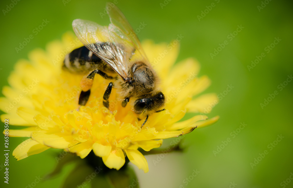 Honey bee and sunny yellow dandelion. Spring Card Honey bee and sunny yellow dandelion. Spring Card