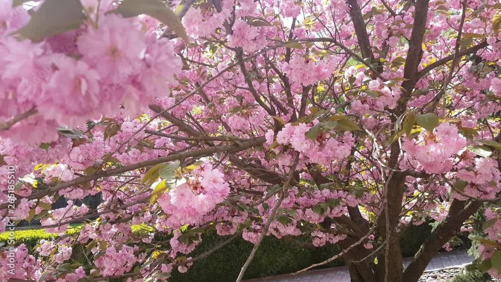 Cherry blossom, sakura flowers. Cherry blossom,sakura flowers on tree Cherry blossom, sakura flowers. Cherry blossom,sakura flowers on tree