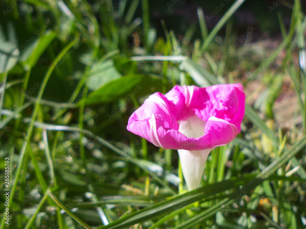 pink flower in the garden pink flower in the garden