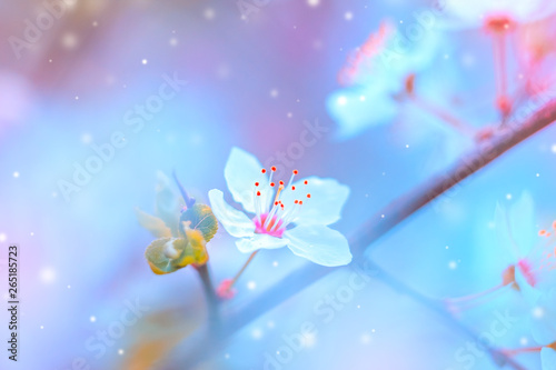 Sakura blossom on pastel background, spring flowers.   © Yevheniia Yasenenko