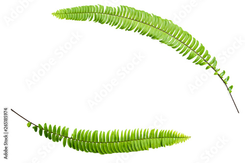 Pair of nephrolepis exaltata green leaves on an isolated background