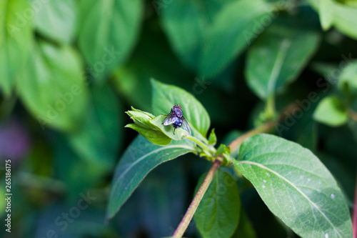Blue Fly