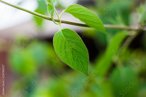 Green Leaf