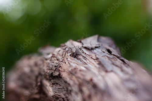Vine Branch