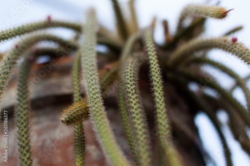Cactus Tentacle
