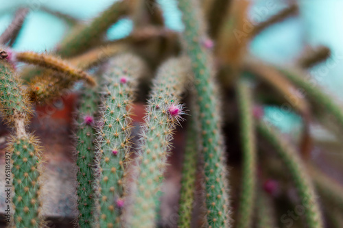 Cactus Flower