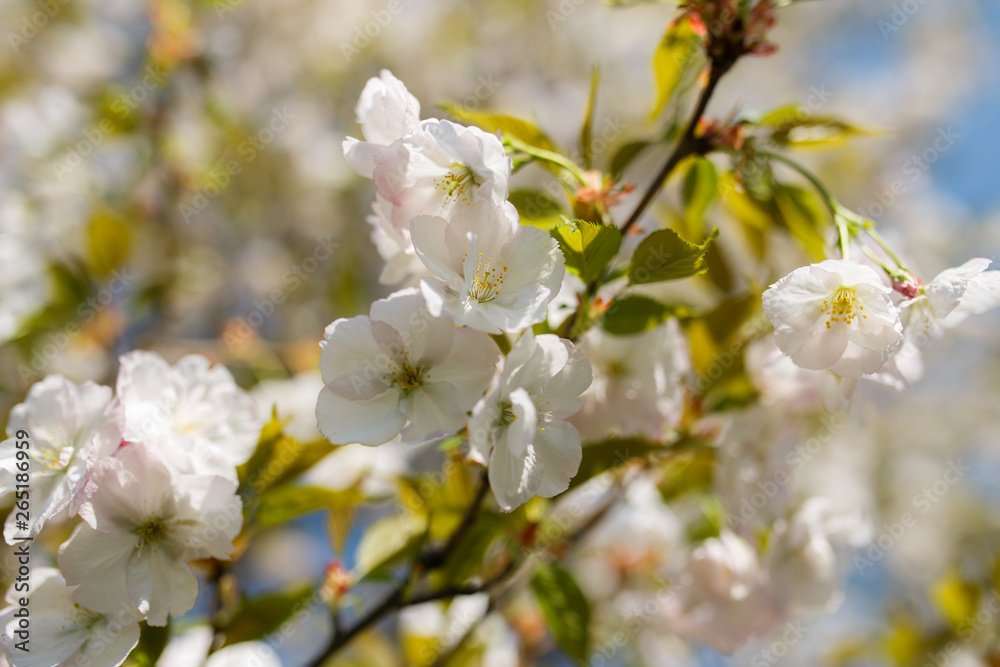 Honey bees collecting pollen and nectar as food for the entire colony, pollinating plants and flowers - Spring time to enjoy leisure free time in a park with blossoming sakura cherry trees