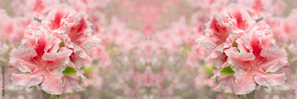 Blooming pink rhododendron (azalea), close-up, selective focus, copy space. Blooming pink rhododendron (azalea), close-up, selective focus, copy space.