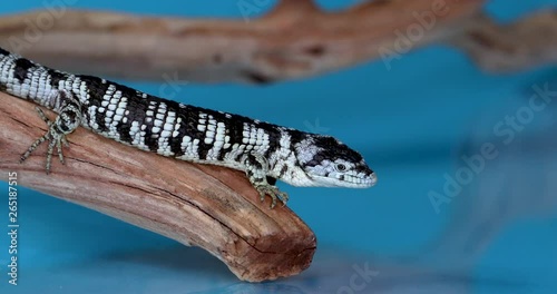 A black and white Mexican Alligator Lizard that is crawling on top of a branch, looking around and seeing a reflection off of the blue background. 4k photo