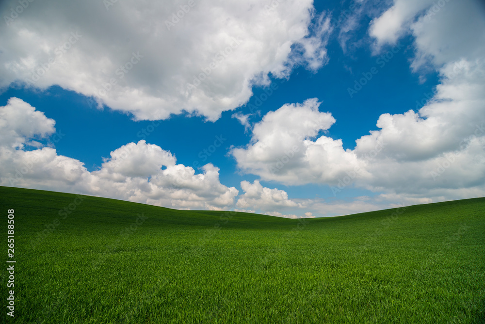 Green meadow under blue sky with clouds Green meadow under blue sky with clouds