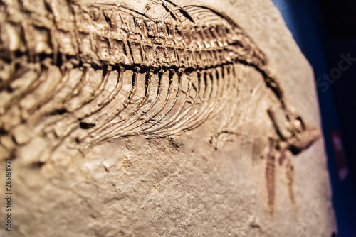 Detail of a fossil Ichthyosaurus. © Joaquin Corbalan
