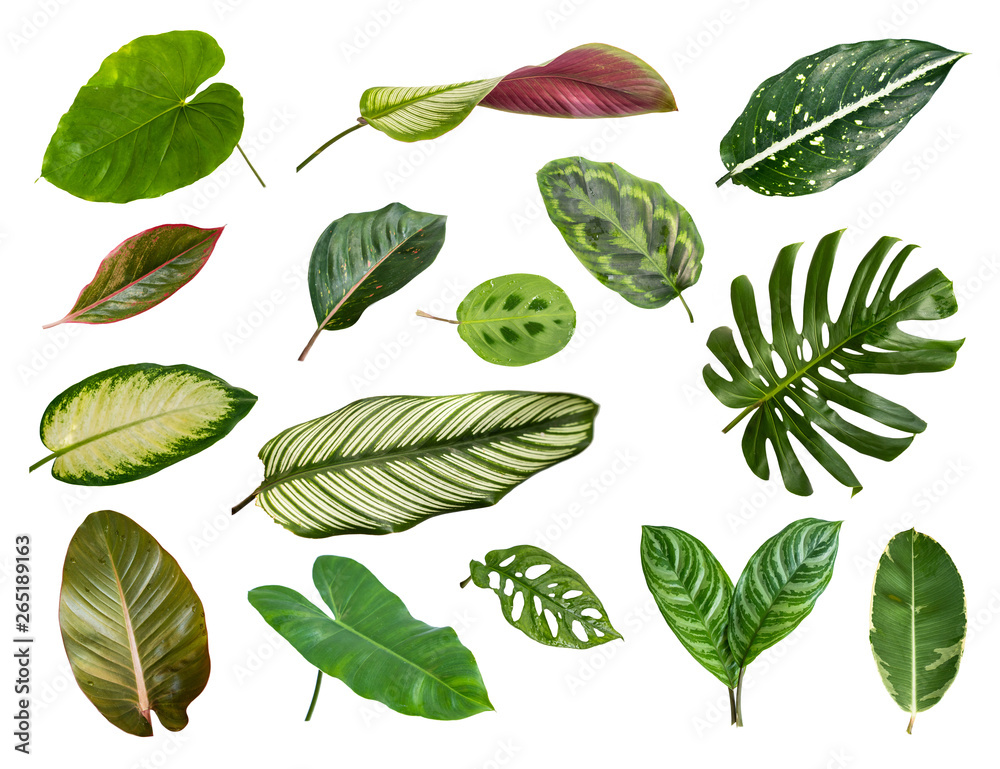 Variety of tropical leaves on white background - obrazy, fototapety, plakaty 