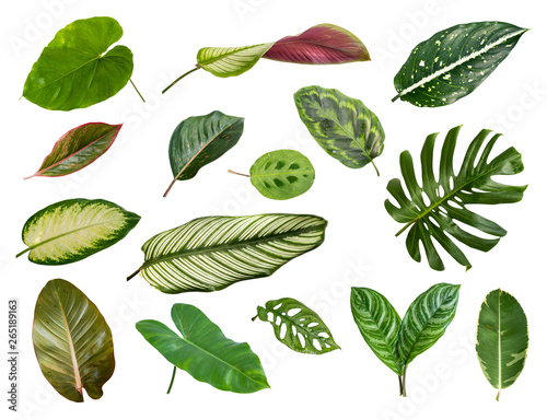 Variety of tropical leaves on white background