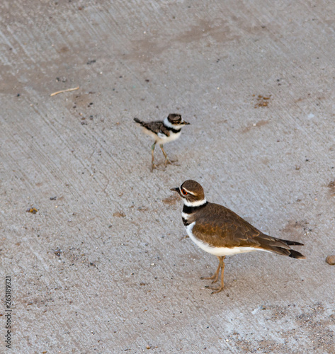 Killdeer plover (Charadrius vociferous) mother and chick lost on a concrete driveway (ecological trap and habitat loss consequences)