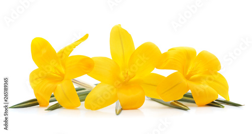 Yellow bouquet of crocuses.