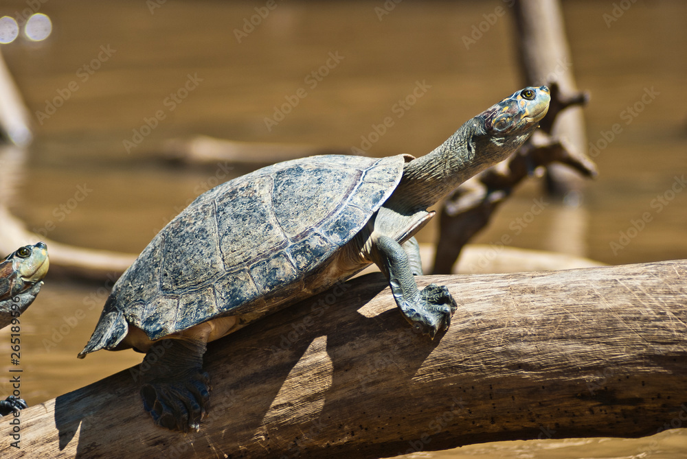 Fototapeta premium River turtle taking sun