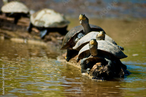 Litle river Turtles photo