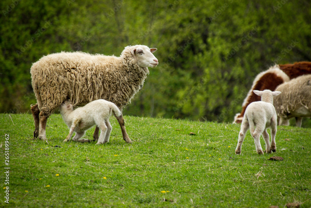 Sheep Farm Springtime Sheep Farm Springtime