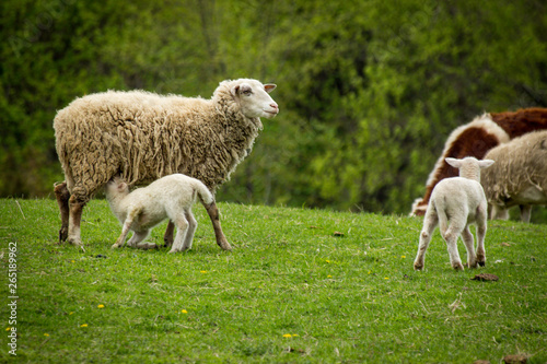 Sheep Farm Springtime © Ezume Images