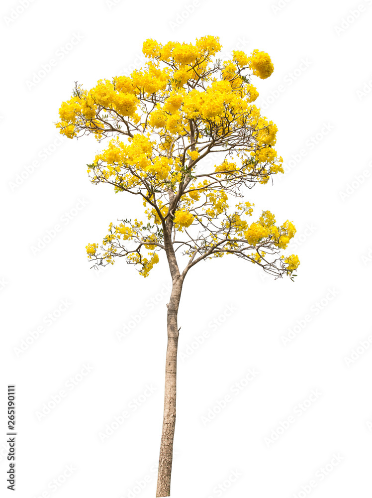 isolate Beautiful yellow flowering tree on white background with clipping path
