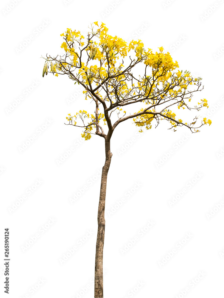 Obraz premium isolate Beautiful yellow flowering tree on white background with clipping path
