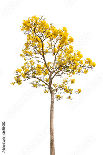 isolate Beautiful yellow flowering tree on white background with clipping path © virachai