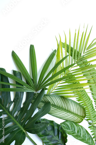 Collection of various kinds of leaves with isolated background © Odua Images