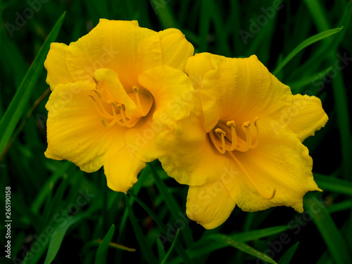 Stella de Oro Day Lilly (Hemerocallis)