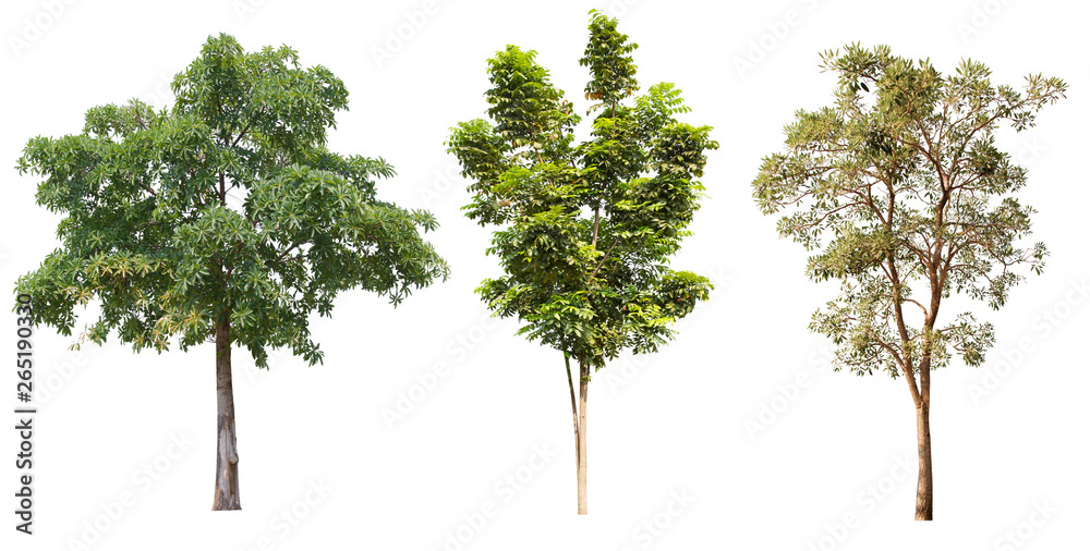 Isolate set green trees on white background.Many types of tropical forest trees. Isolate set green trees on white background.Many types of tropical forest trees.