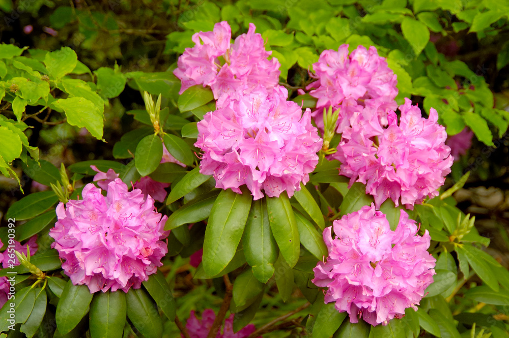Catawba Rhododendron (Rhododendron catawbiense) plant in full bloom