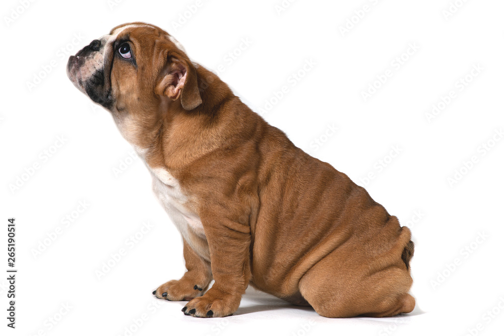 English bulldog, sitting sideways on a white background and looking up. English bulldog, sitting sideways on a white background and looking up.
