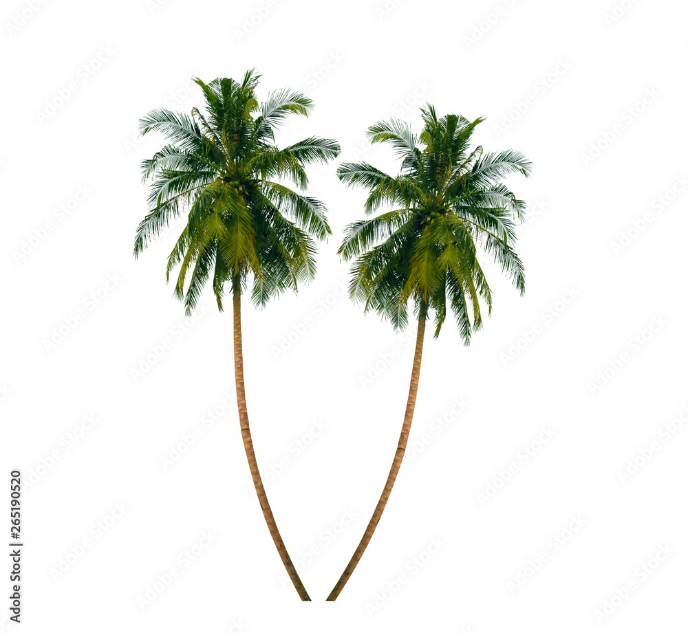 Fototapeta premium isolate Coconut tree on white backdrop with clipping path
