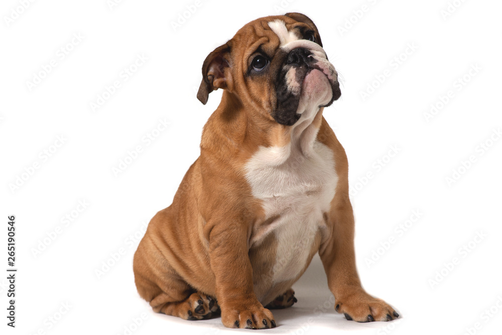 English bulldog, sitting on a white background and looking carefully sideways.