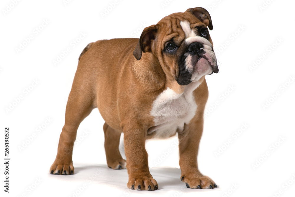 English bulldog, standing sideways on white background and looking forward.