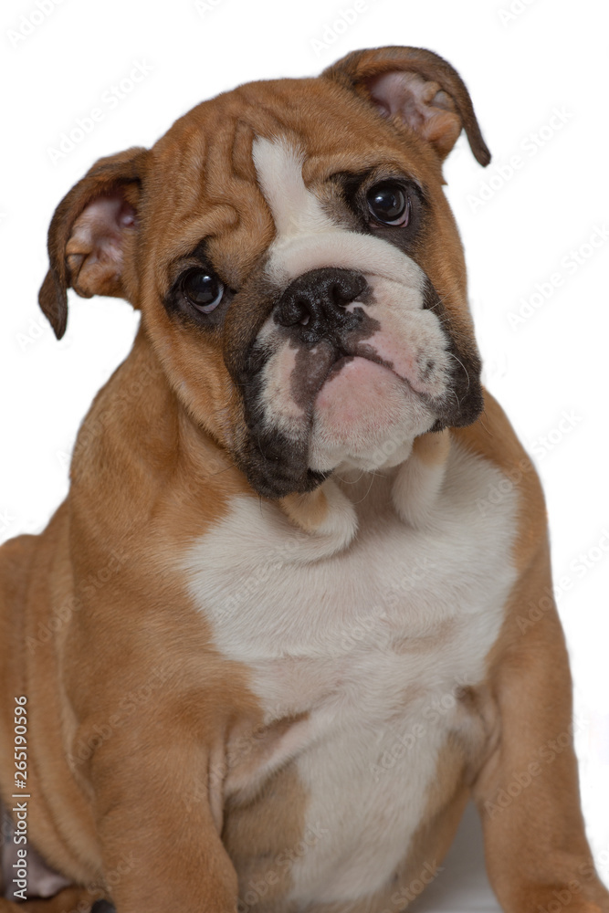 English bulldog, 5 months old, sitting on white background and looking forward.
