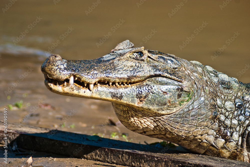 alligator, crocodile, reptile, animal, zoo, wild, wild life, jungle, Bolivia, Rurrenabaque, swamp, close up, head, alligator head, wildlife, nature, predator, caiman, gator, tropical
