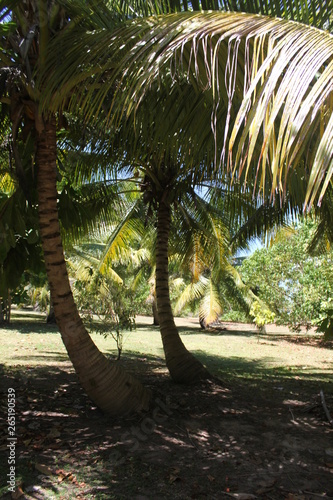 North island seychelles beach Indian Ocean palms