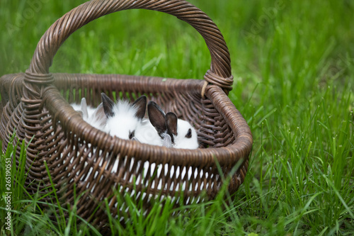 Easter white bunnies in a wicker basket on the grass