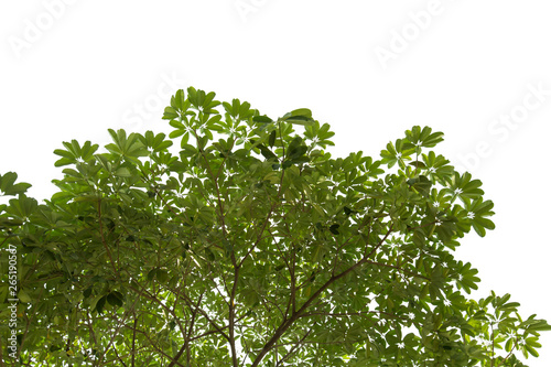 isolated Natural leaves with Green leafs .Clipping parth .on white background
