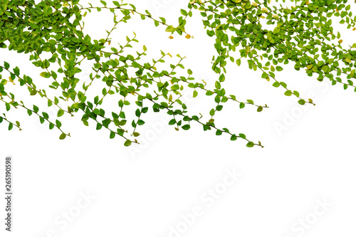 isolated Leaves of green leaves and beautiful single leaves.Clipping parth