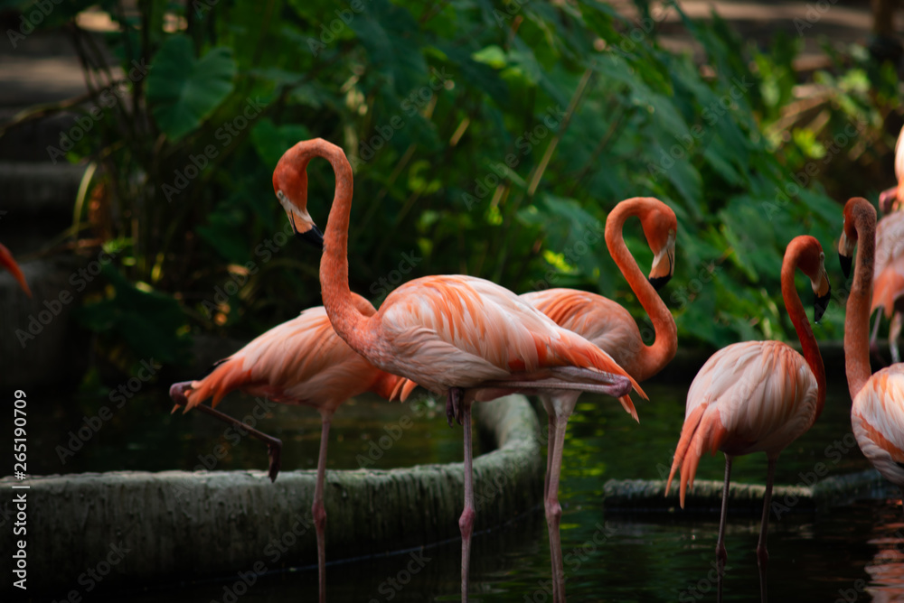 America flamingo America flamingo