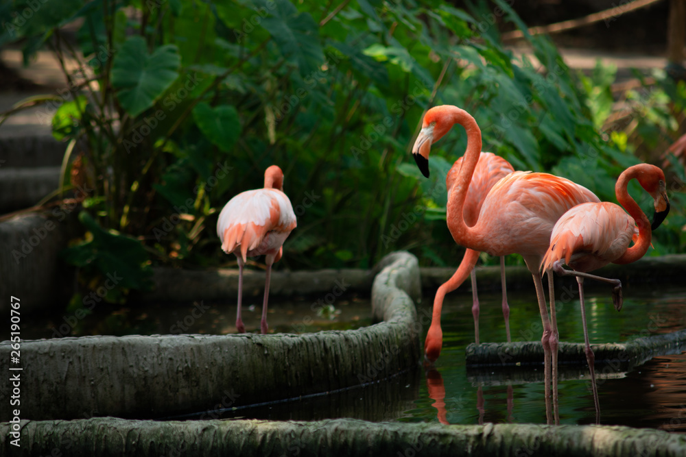 Fototapeta premium America flamingo