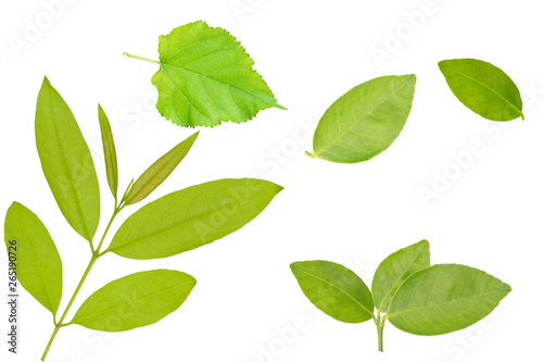 isolated Leaves of green leaves and beautiful single leaves.Clipping parth