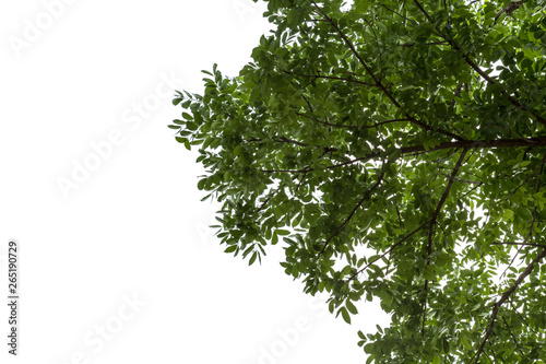 isolated Natural leaves with Green leafs .Clipping parth .on white background