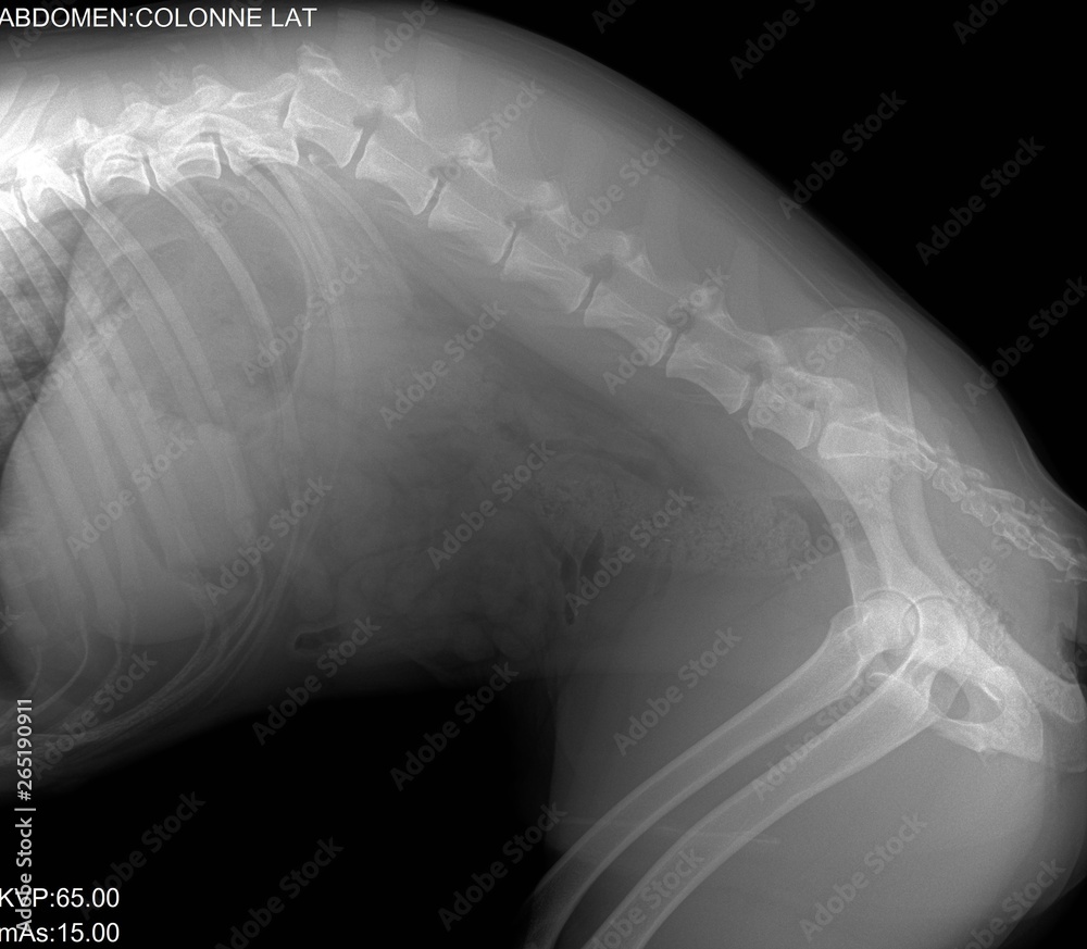 Radiographie chien fracture de la colonne vertébrale - obrazy, fototapety, plakaty 