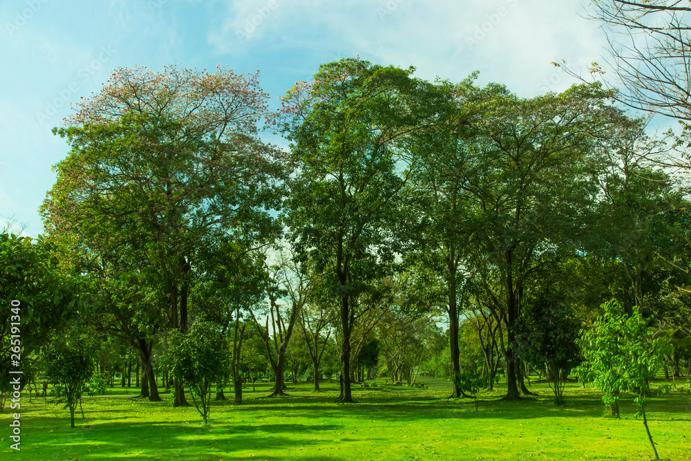 Fototapeta premium Green trees and Beautiful meadow in the park with morning sky.