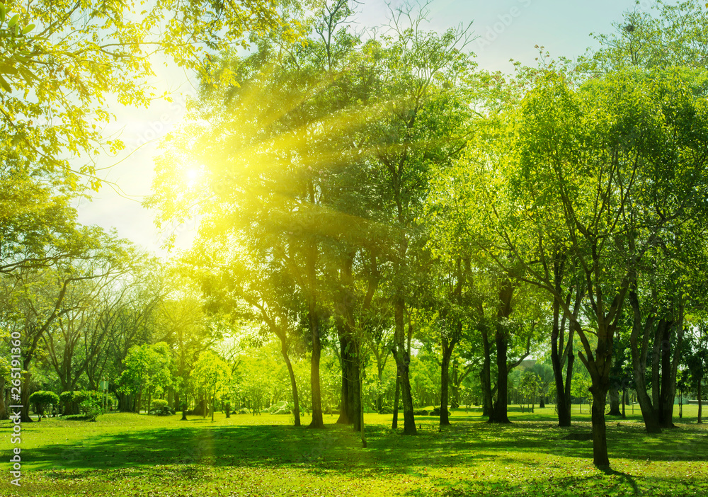Naklejka premium Green trees and Beautiful meadow in the park with morning sky.