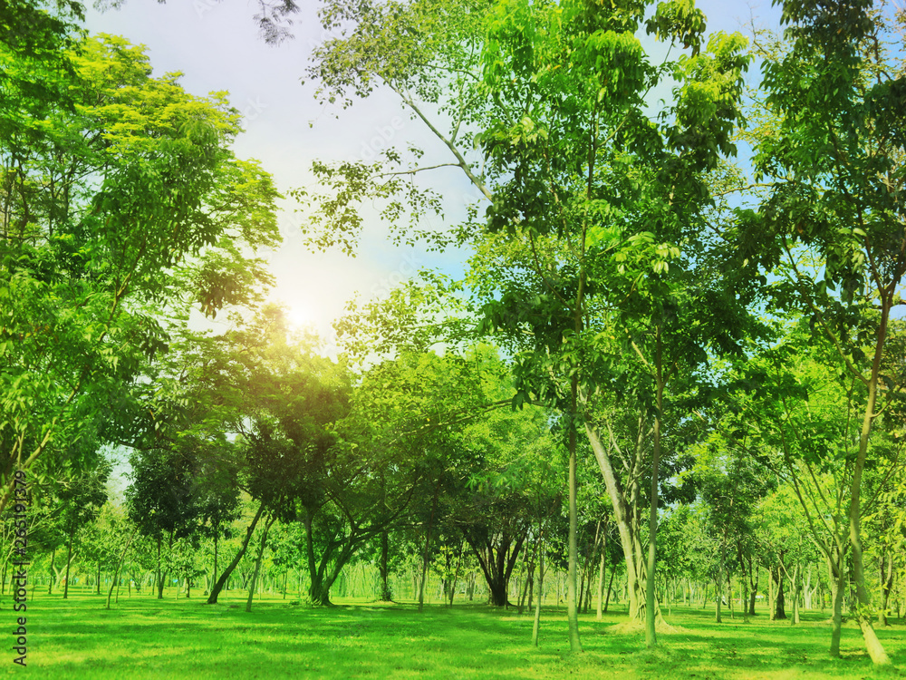 Fototapeta premium Blurred photo Beautiful meadow in the park with morning sky.