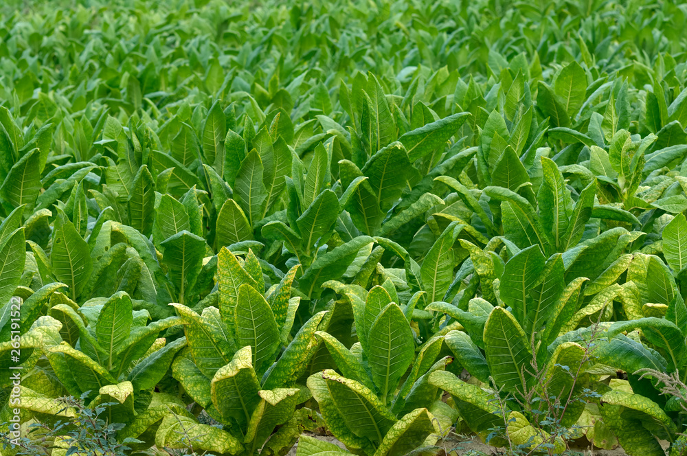 Fototapeta premium Tobacco grows to maturity
