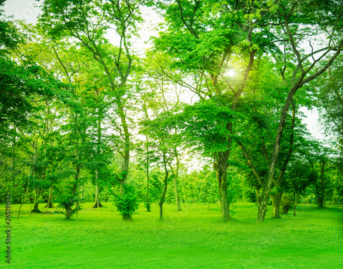 Fototapeta Naklejka Na Ścianę i Meble -  Green trees and Beautiful meadow in the park with morning sky.